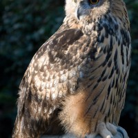 European Eagle Owl